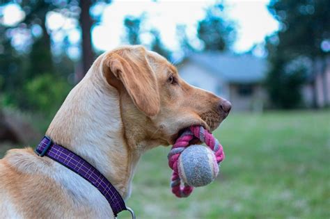  She loves to play fetch and is easy to train aside from some stubborn moments